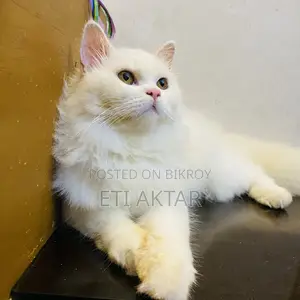6-12 months Male Purebred Persian