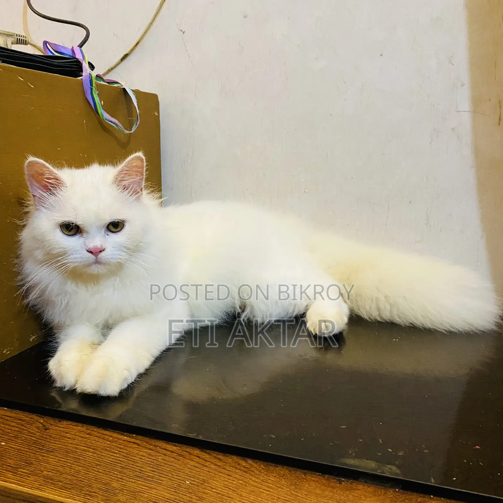 6-12 months Male Purebred Persian