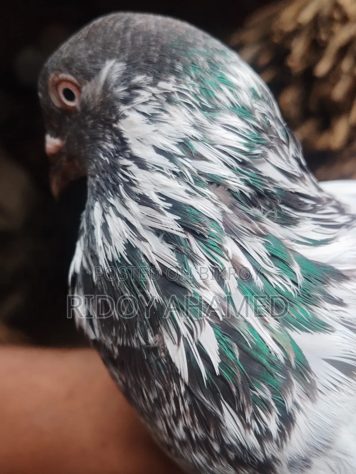 Kamagar Male Pigeon