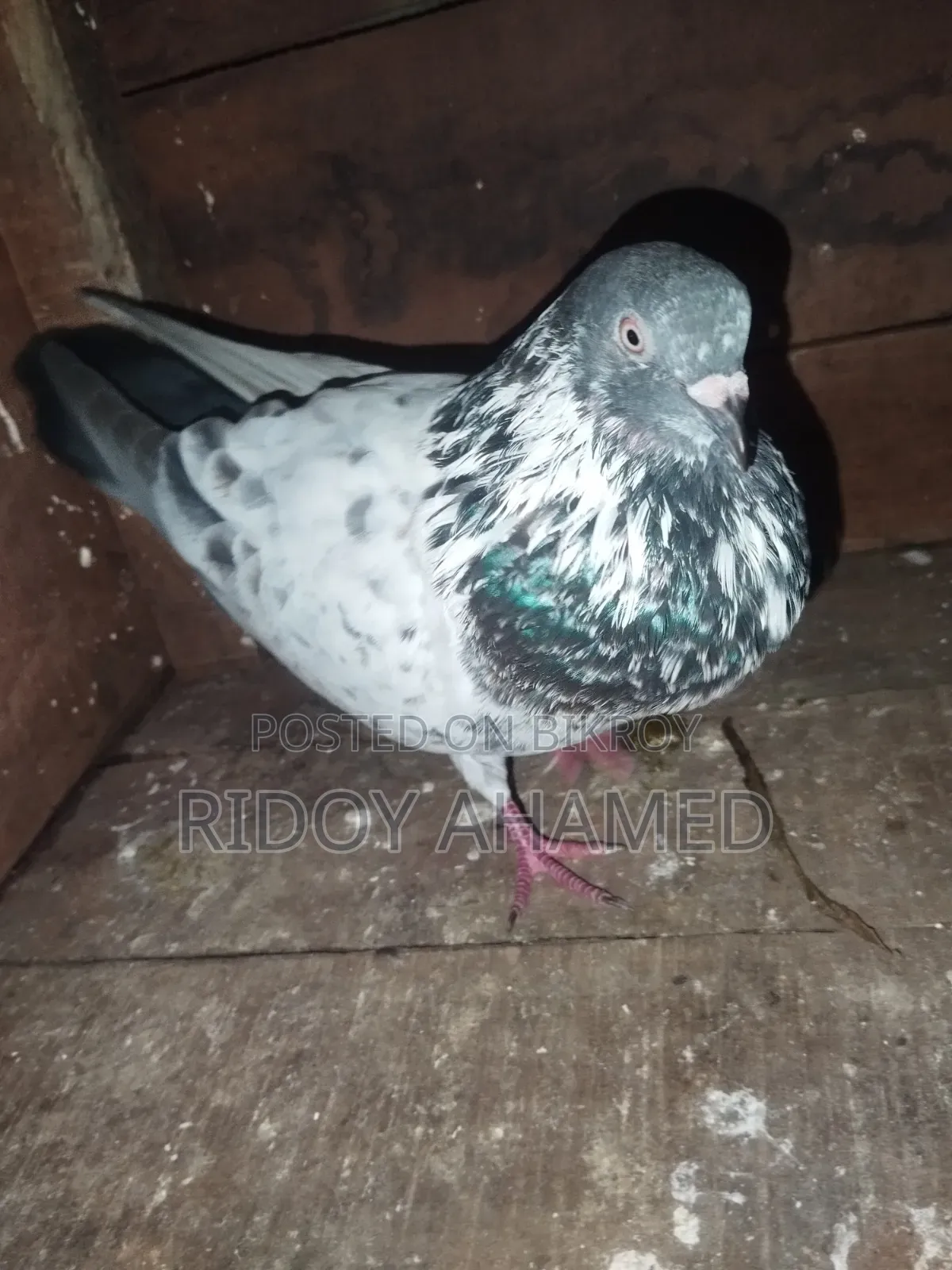 Kamagar Male Pigeon