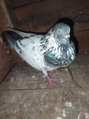 Kamagar Male Pigeon