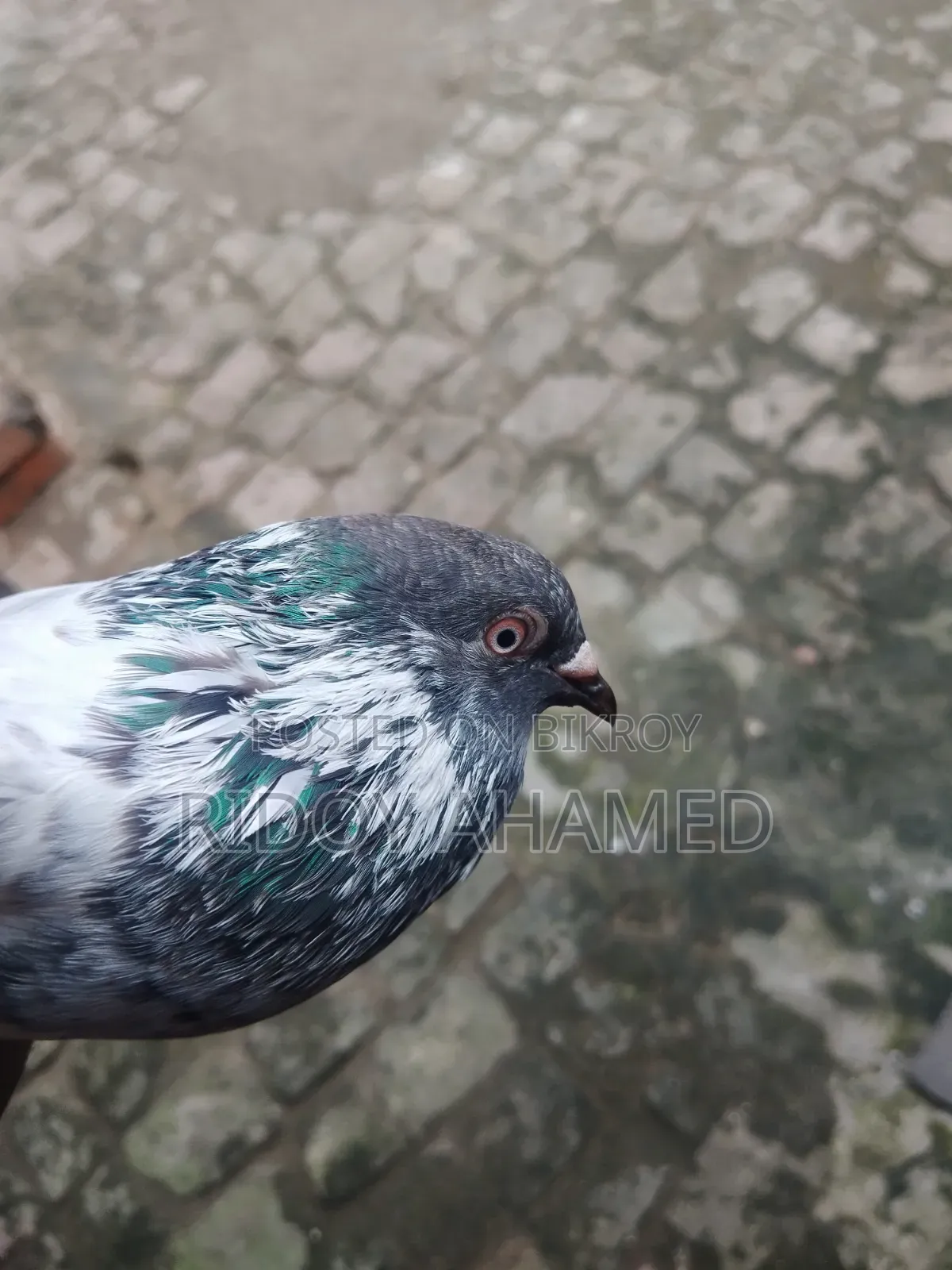 Kamagar Male Pigeon