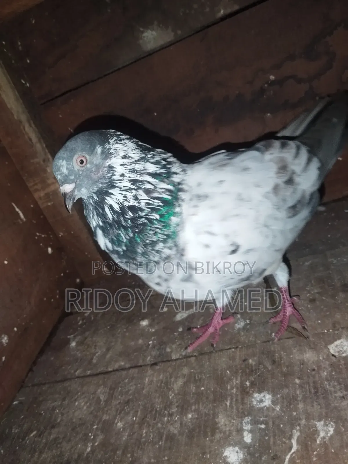Kamagar Male Pigeon