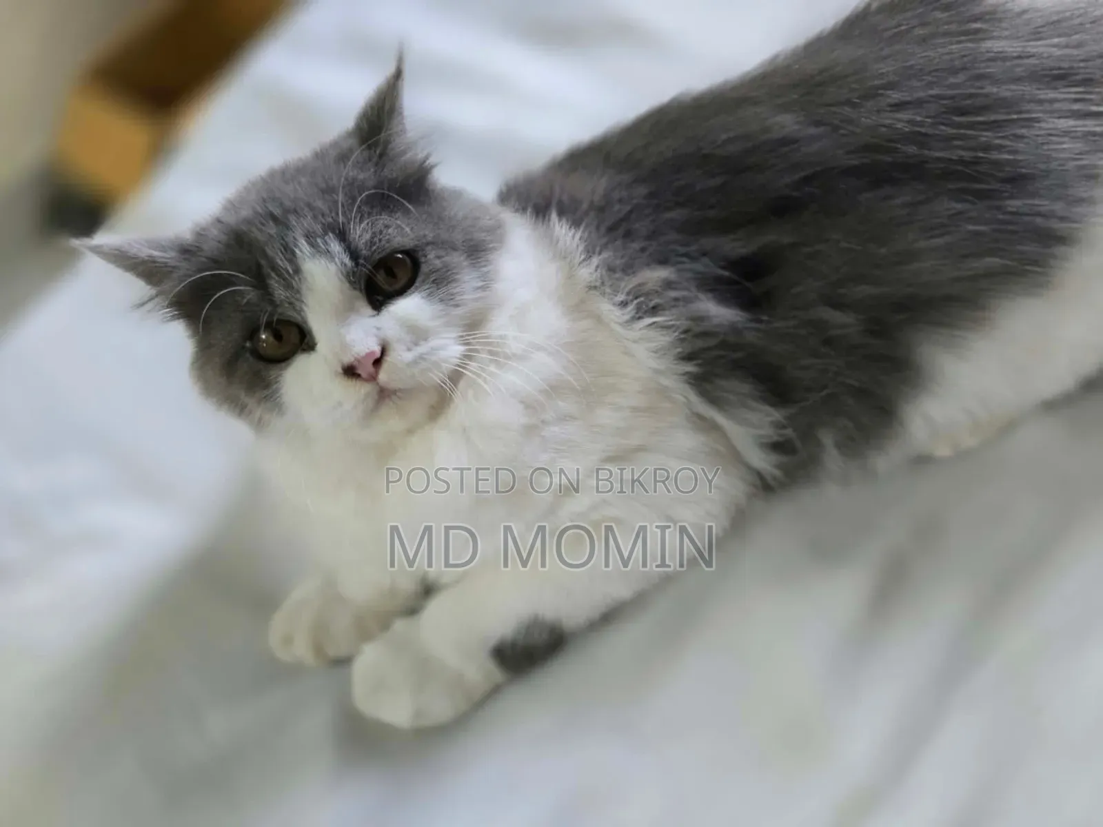 3-6 months Female Purebred Persian