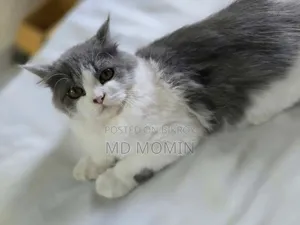 3-6 months Female Purebred Persian