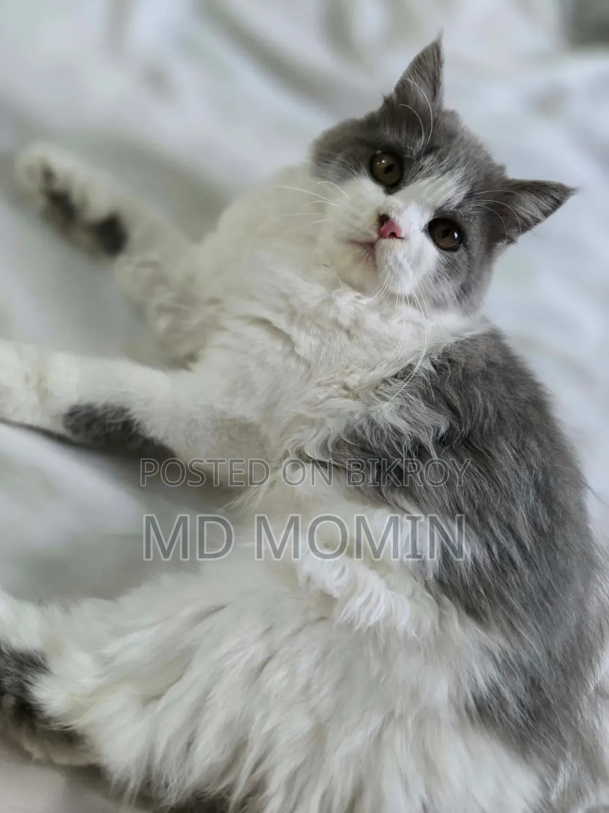 3-6 months Female Purebred Persian