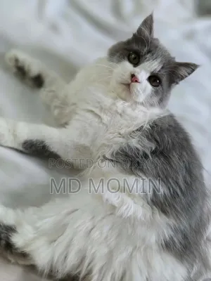 3-6 months Female Purebred Persian