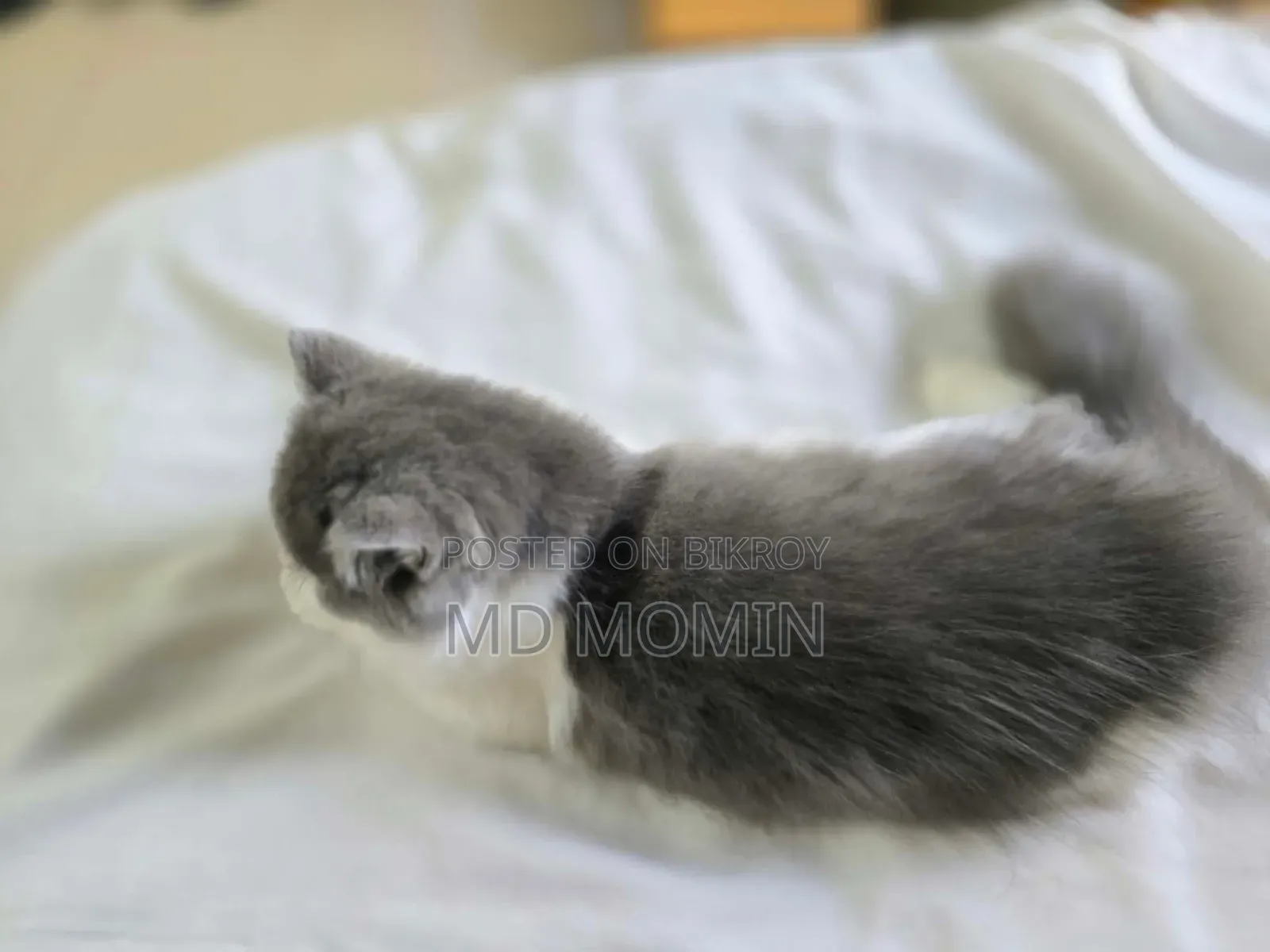 3-6 months Female Purebred Persian