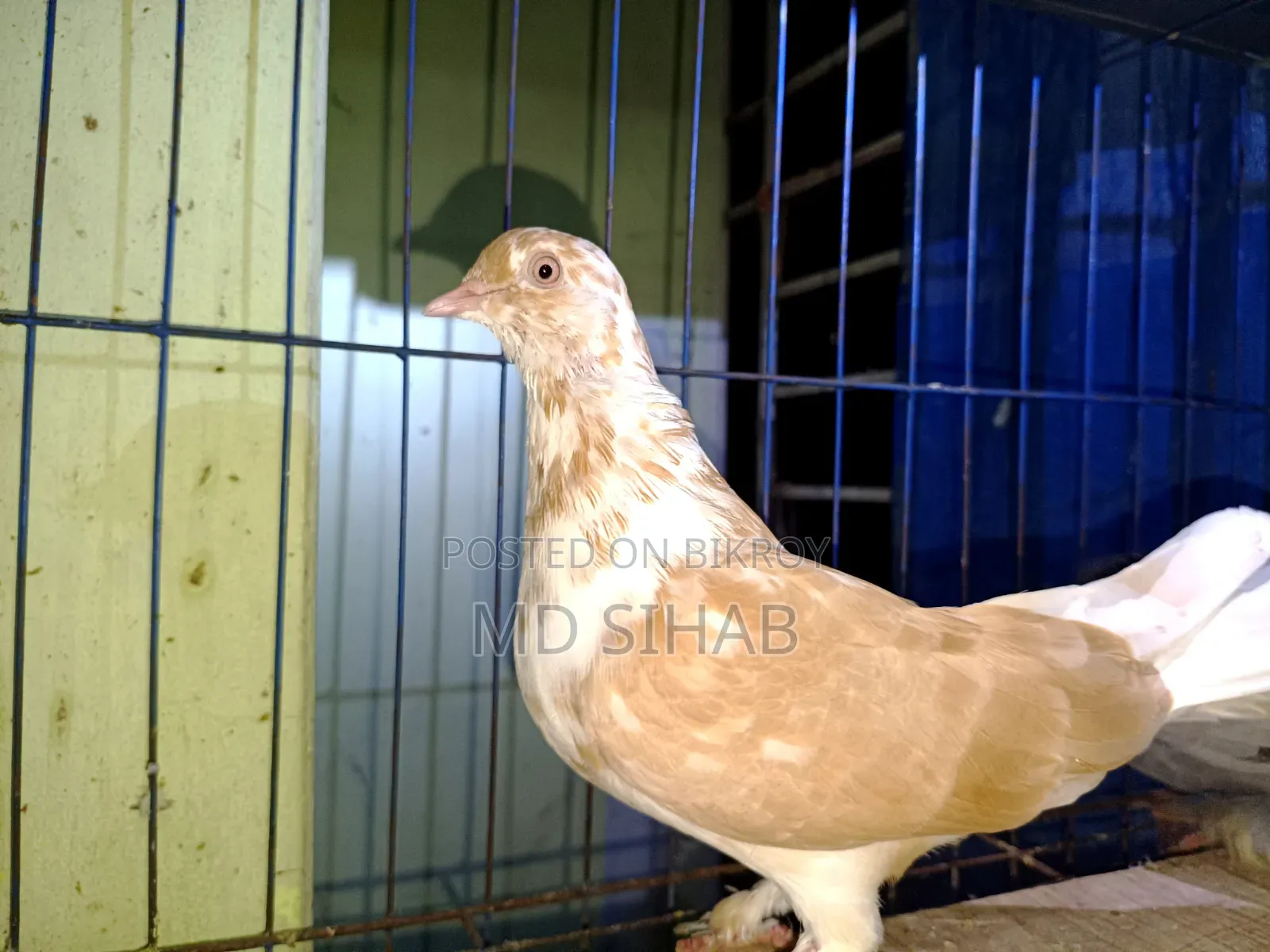 One Pair of Cross Pigeons