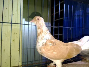 One Pair of Cross Pigeons