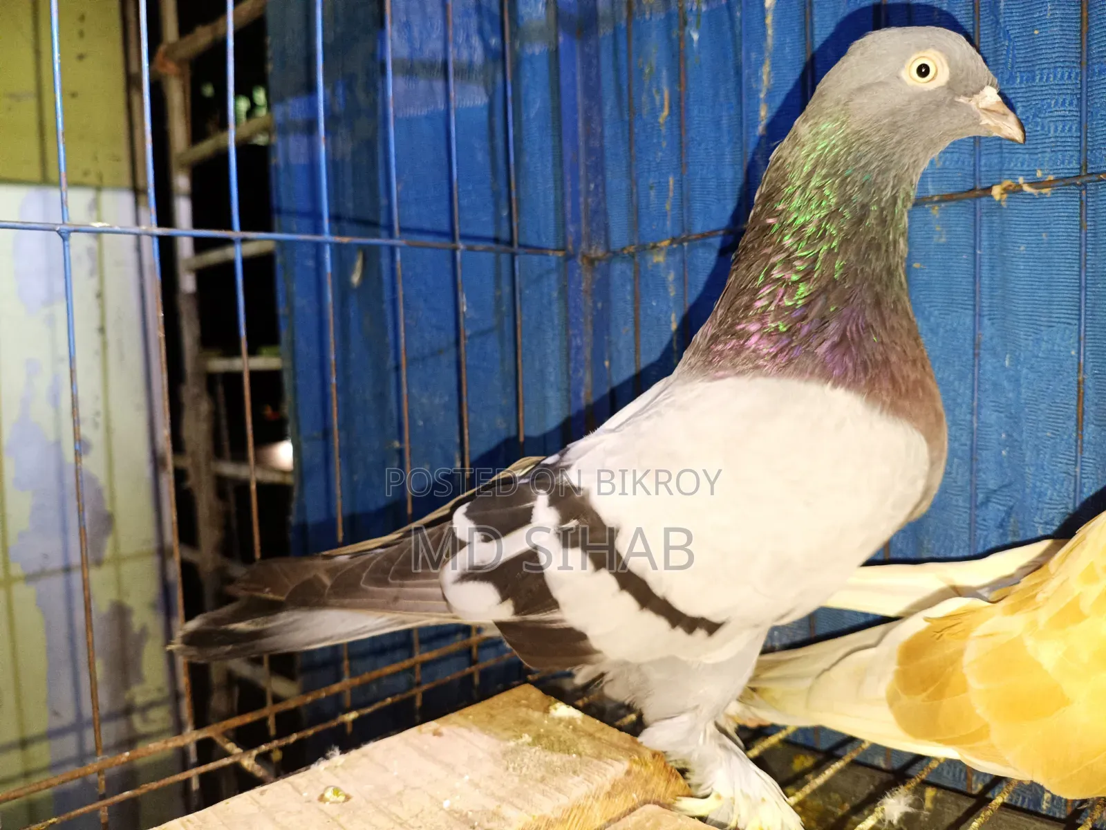One Pair of Cross Pigeons