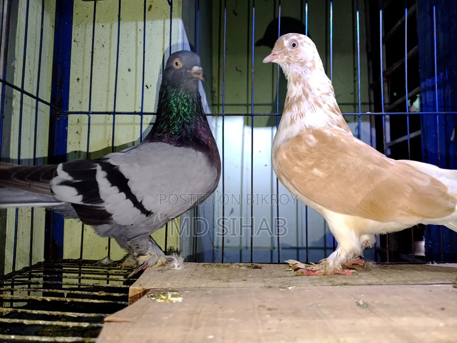 One Pair of Cross Pigeons
