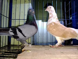 One Pair of Cross Pigeons