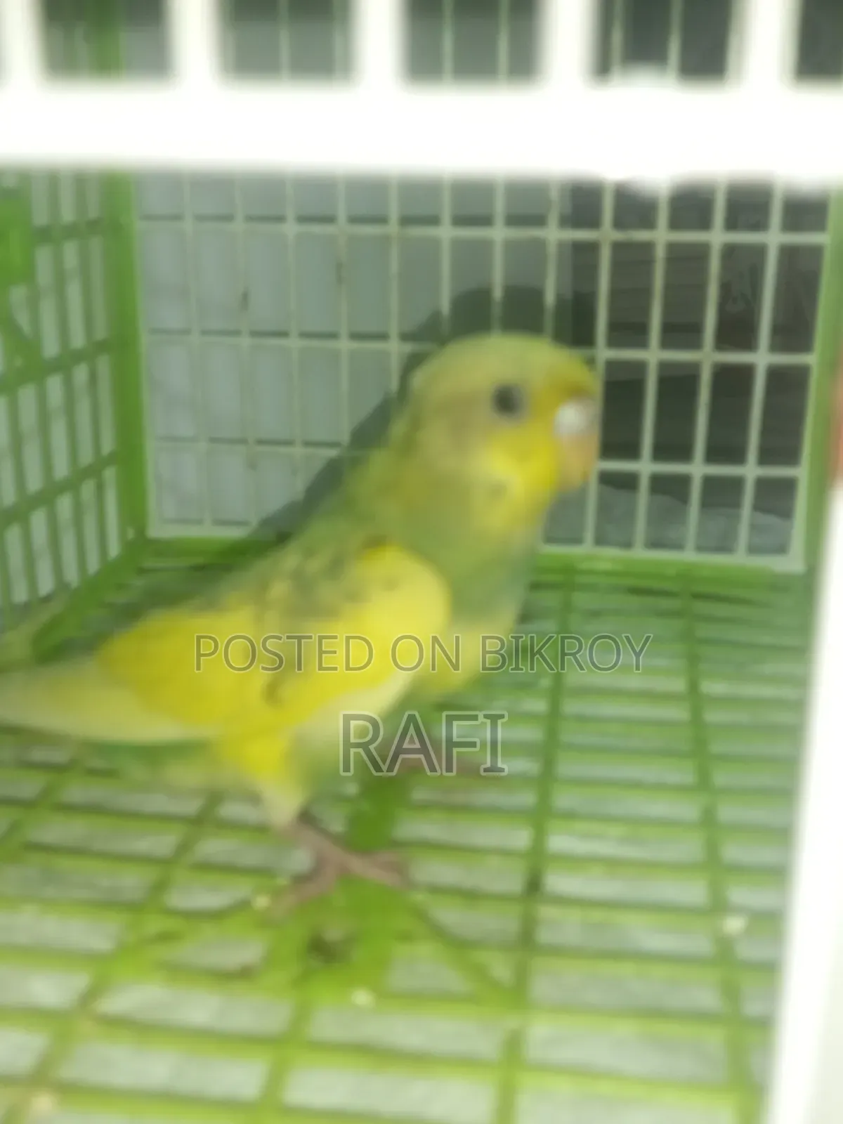 টেম সাইজ বাজিগর