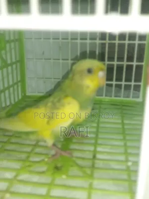 টেম সাইজ বাজিগর