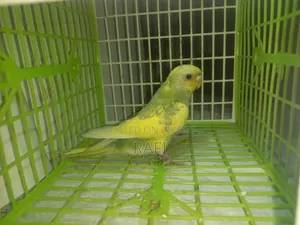 টেম সাইজ বাজিগর