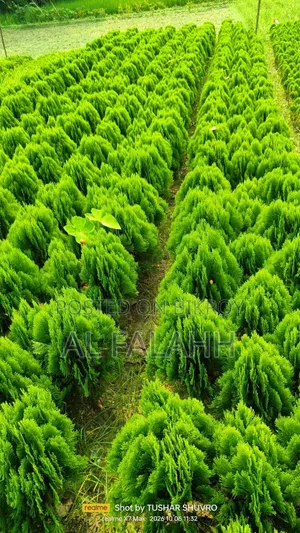 ঝাউ গাছের চারা।