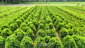 ঝাউ গাছের চারা।