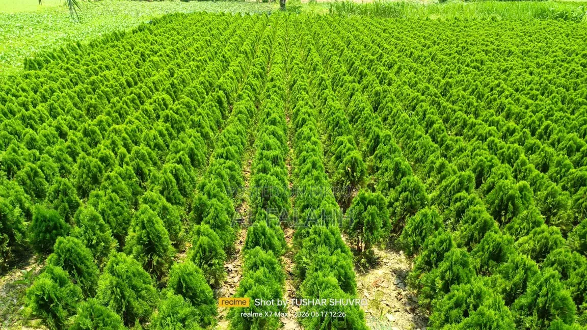 ঝাউ গাছের চারা।