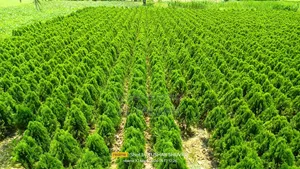 ঝাউ গাছের চারা।