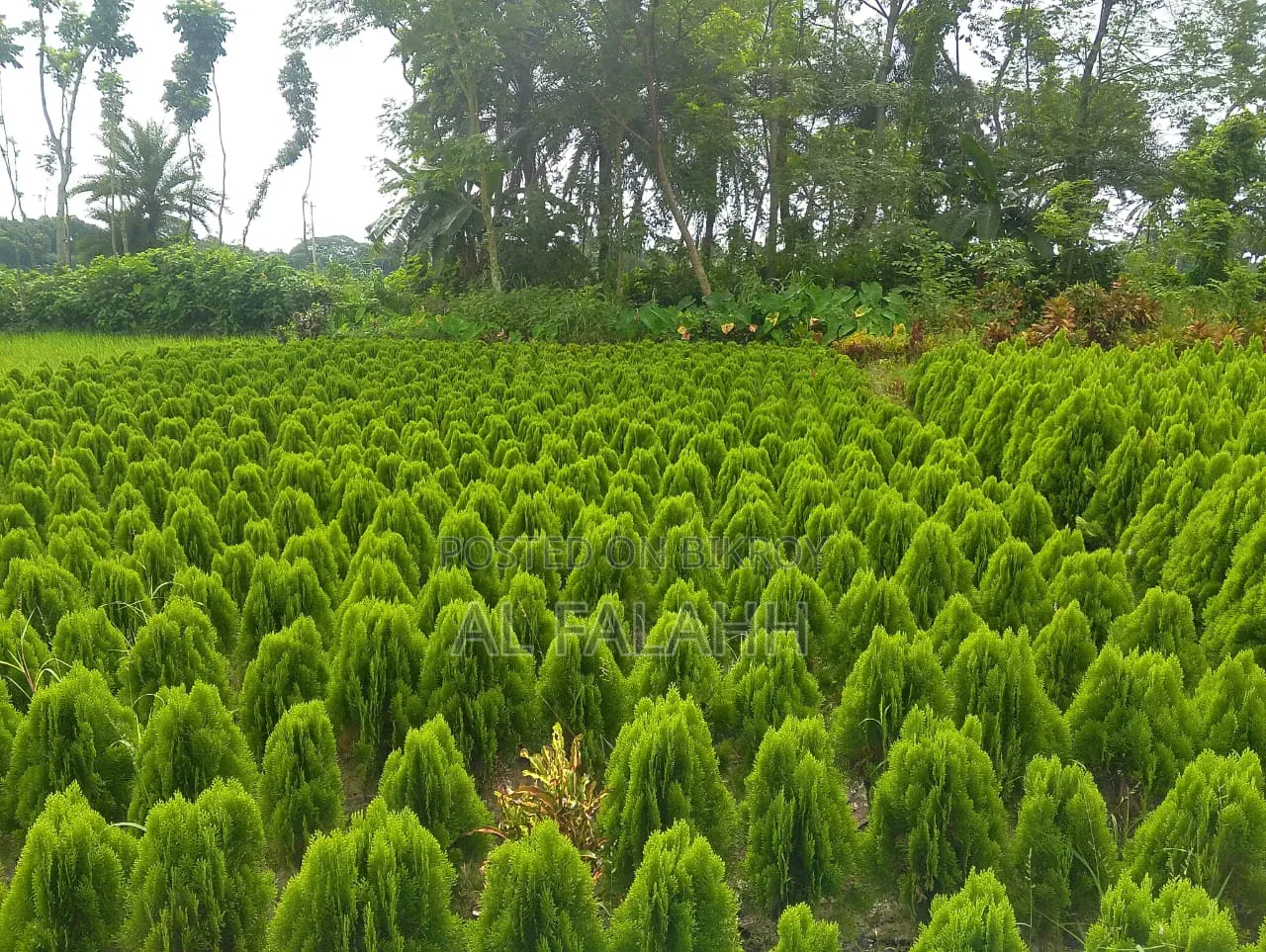 ঝাউ গাছের চারা।