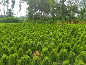 ঝাউ গাছের চারা।