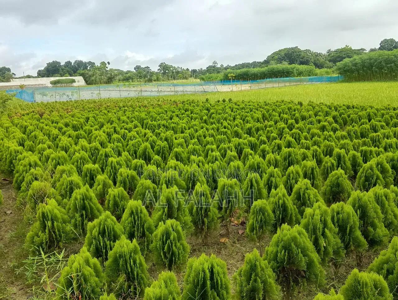 ঝাউ গাছের চারা।
