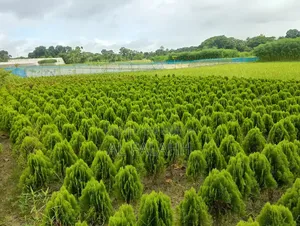 ঝাউ গাছের চারা।