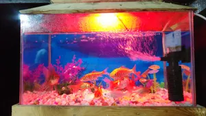 Fish for sale with aquarium