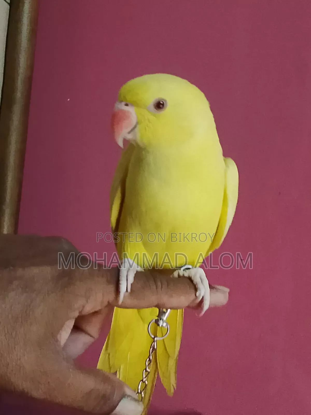 সুস্থ ভালো পাখি