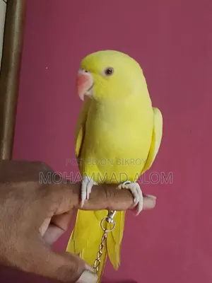 সুস্থ ভালো পাখি