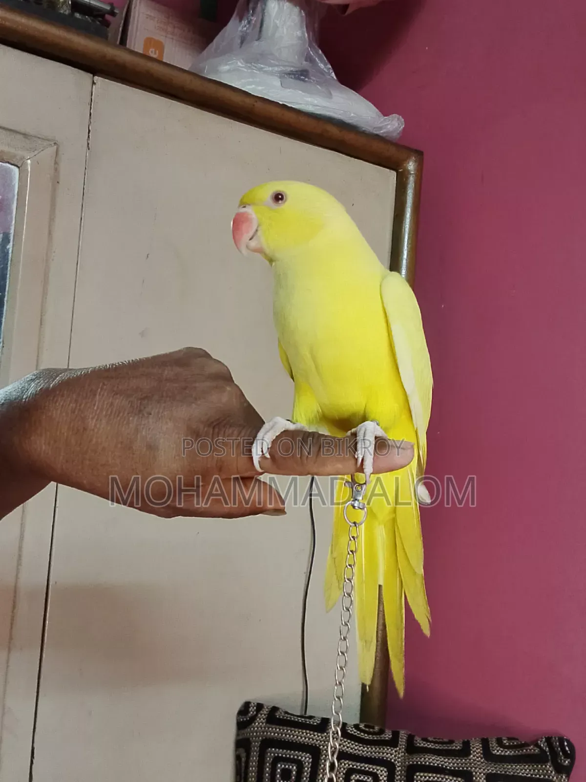 সুস্থ ভালো পাখি