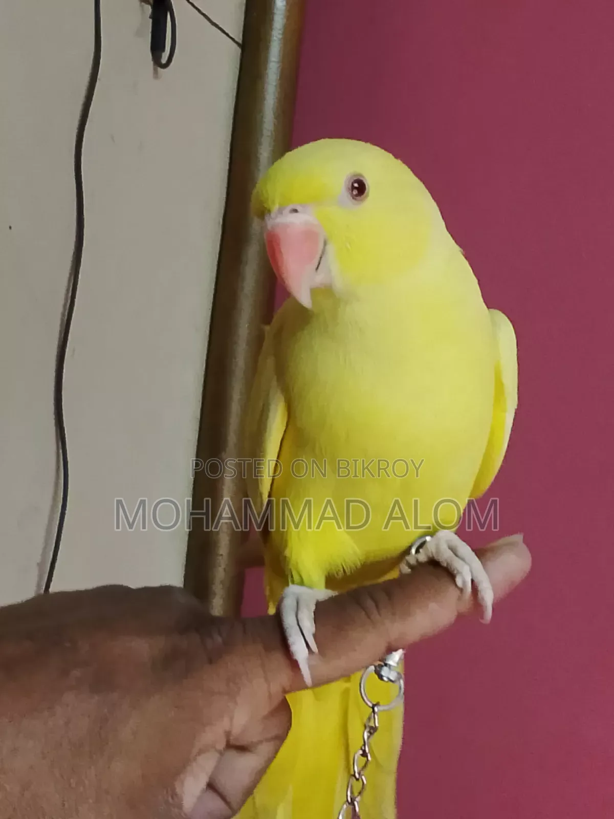সুস্থ ভালো পাখি