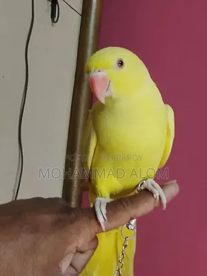 সুস্থ ভালো পাখি