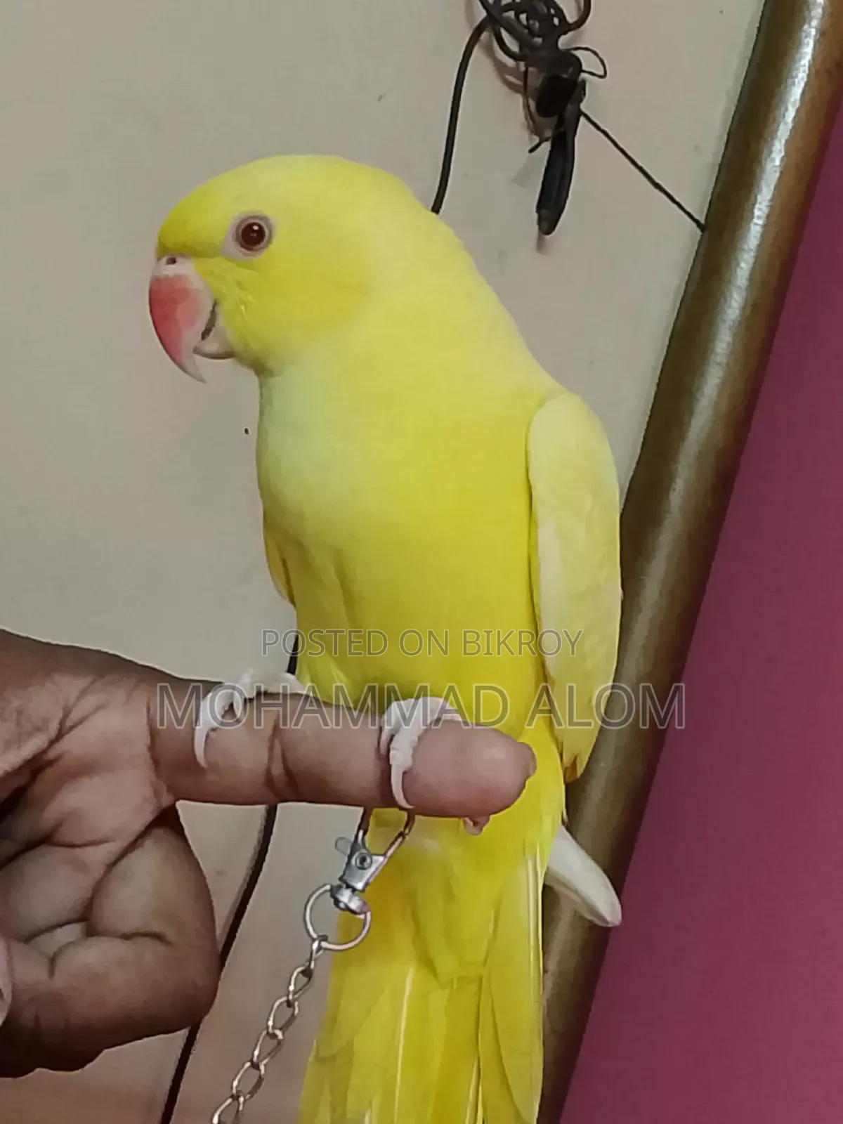 সুস্থ ভালো পাখি