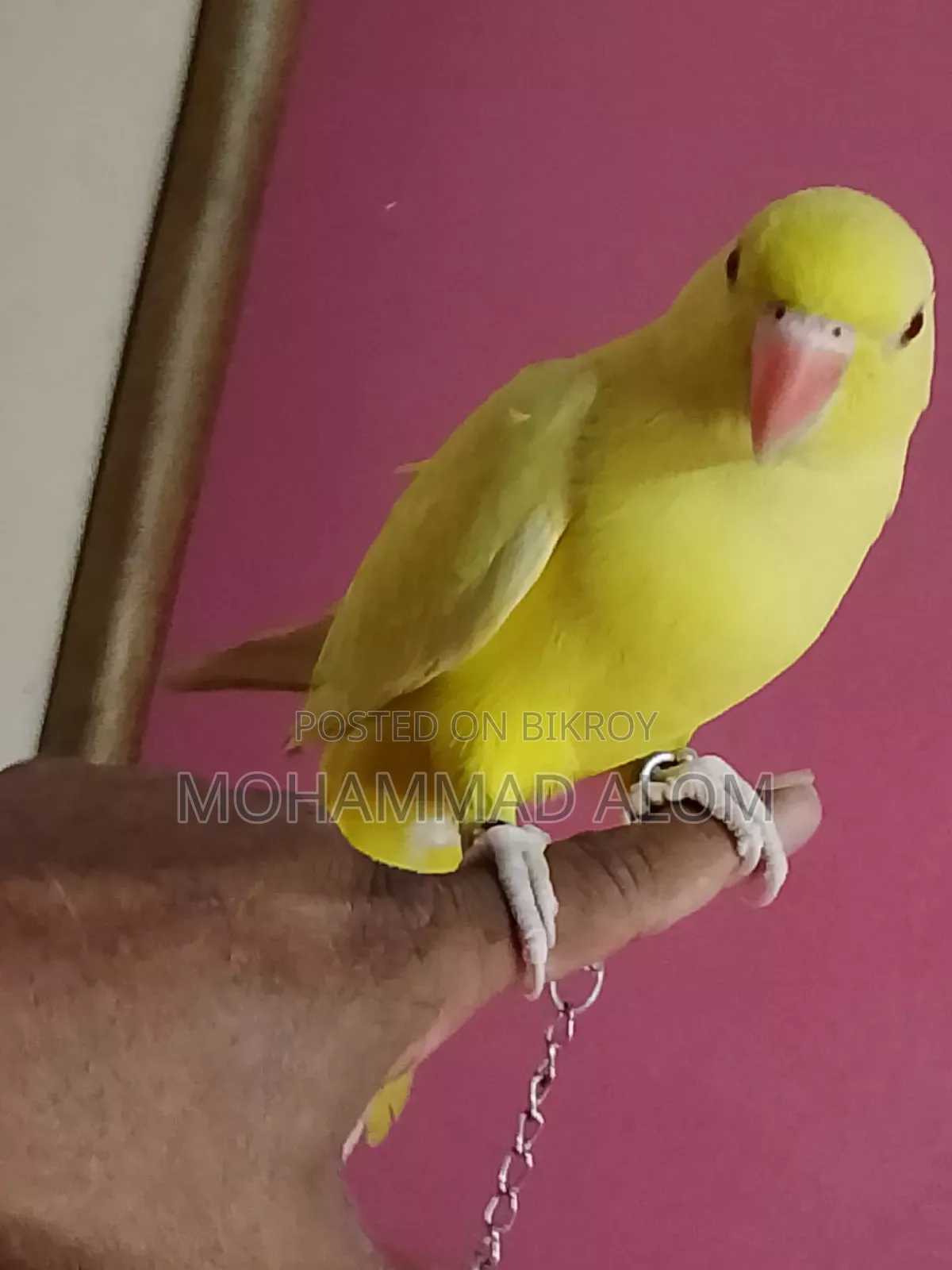 সুস্থ ভালো পাখি