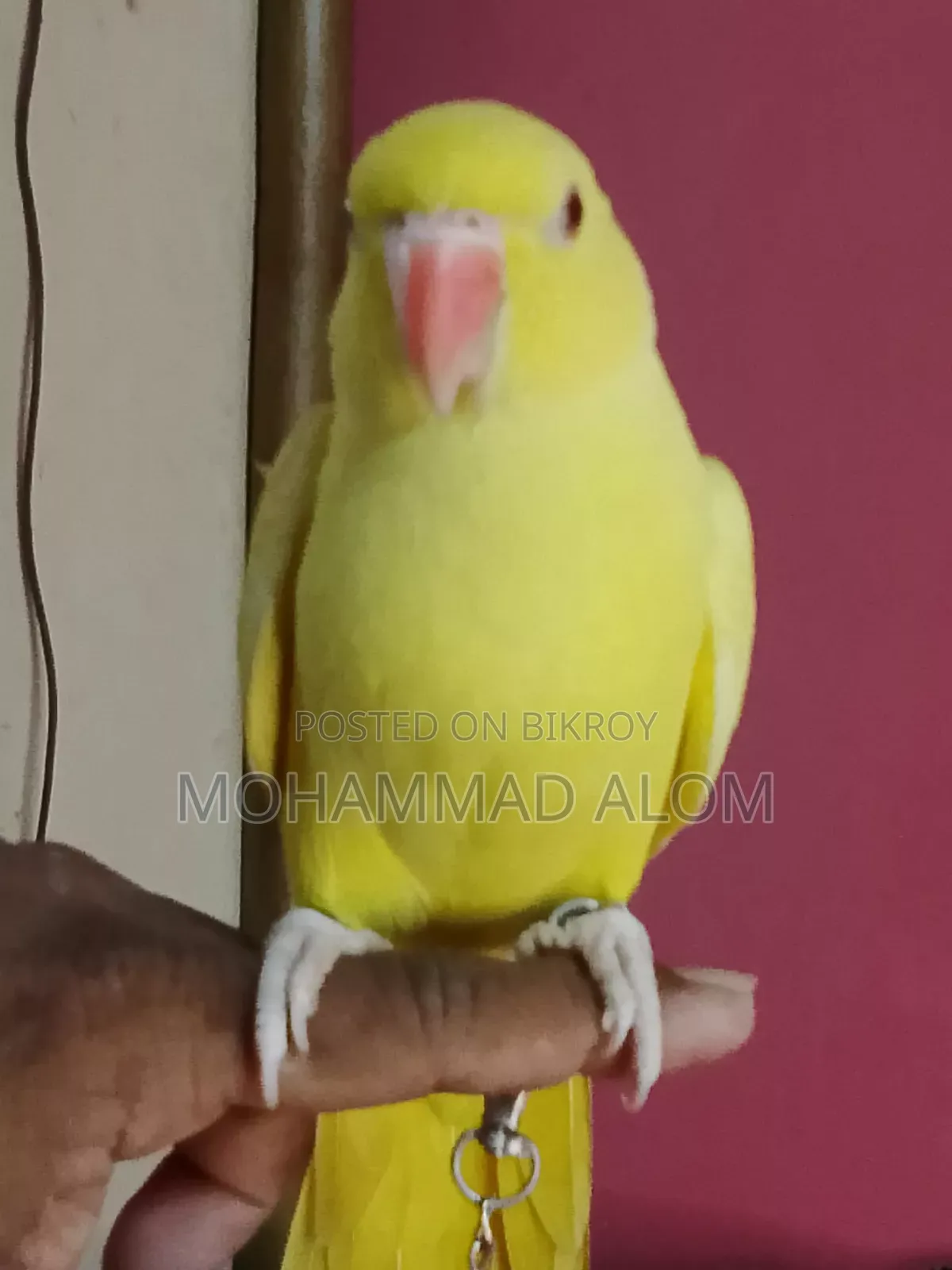 সুস্থ ভালো পাখি