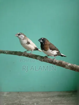 একজোড়া বেঙ্গলি ফিল্মস খুব সুন্দর কালার মেল ফিমেল কনফার্ম