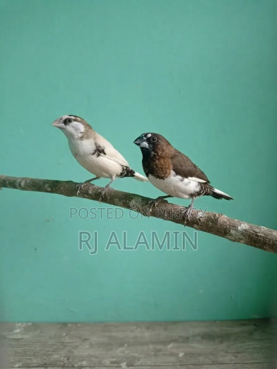একজোড়া বেঙ্গলি ফিল্মস খুব সুন্দর কালার মেল ফিমেল কনফার্ম