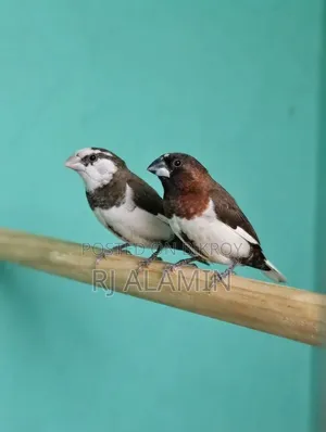 একজোড়া বেঙ্গলি ফিল্মস খুব সুন্দর কালার মেল ফিমেল কনফার্ম
