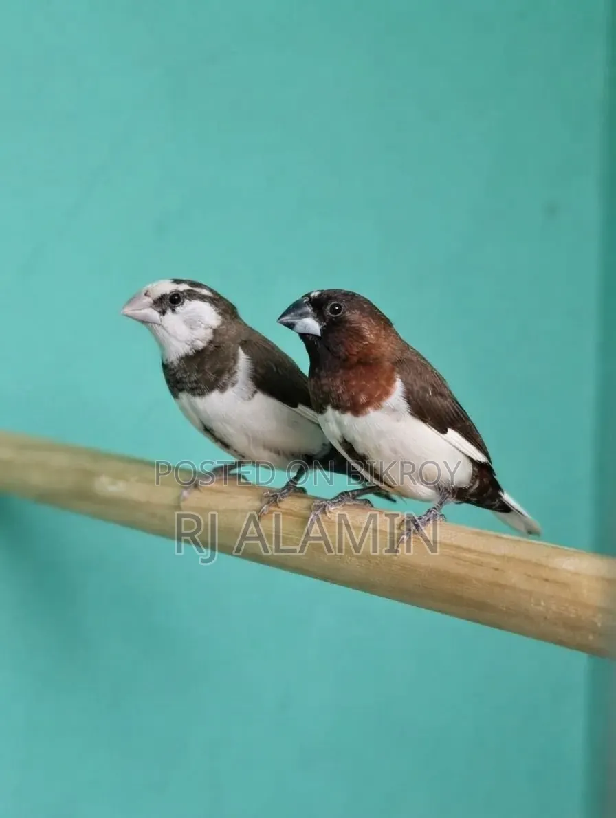 একজোড়া বেঙ্গলি ফিল্মস খুব সুন্দর কালার মেল ফিমেল কনফার্ম