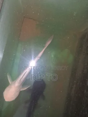 Aquarium Shark