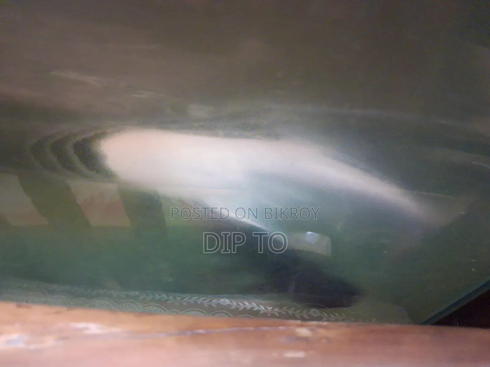 Aquarium Shark