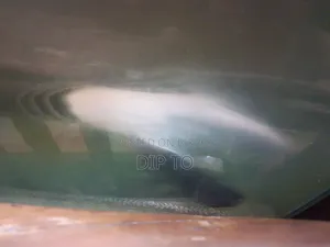 Aquarium Shark