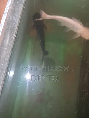 Aquarium Shark