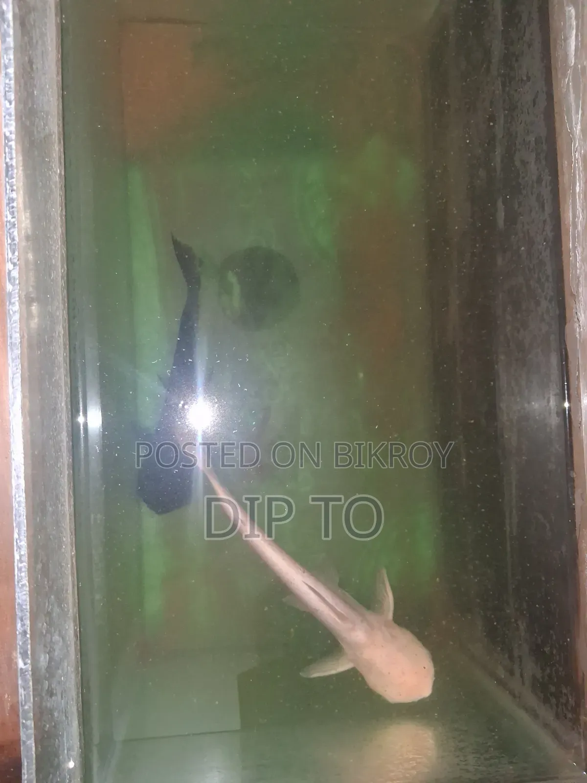 Aquarium Shark