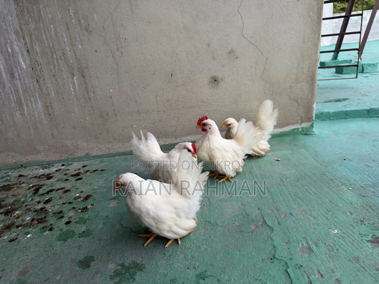 Japanese Bantam