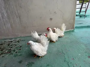 Japanese Bantam