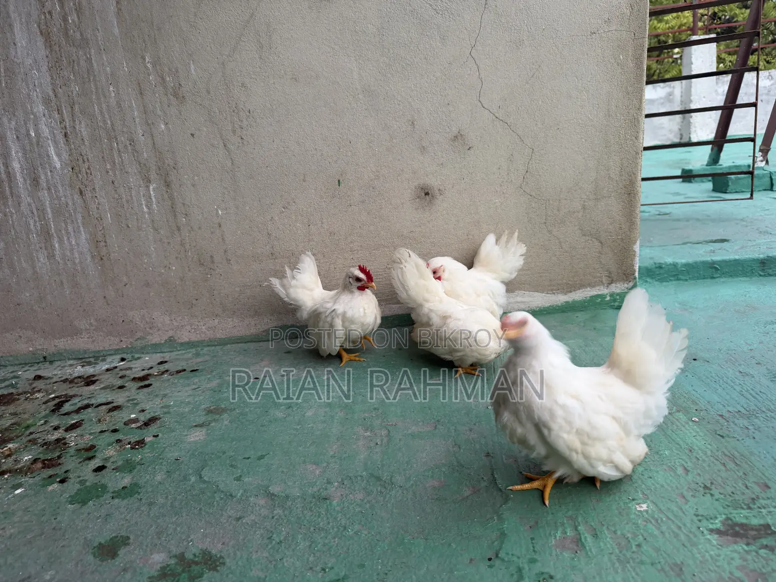 Japanese Bantam