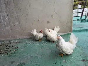 Japanese Bantam